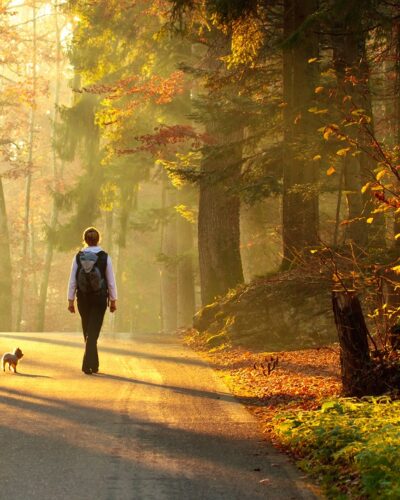 A person with back to camera and a small dog walking on a path through a forest.