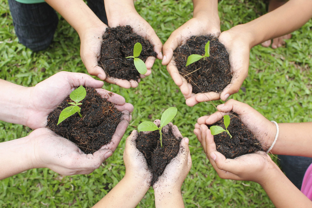 Hands hold seedlings in soil (decorative)